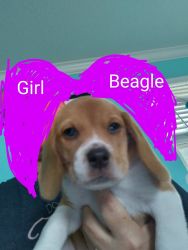 Tan female beagle