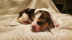 Coming soon! Beagle puppies