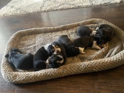 Registered beagle puppies for sale with papers in ms