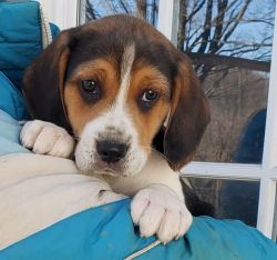 Beagle Mix Puppy-Max