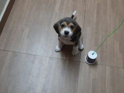 2 Month Old Beagle Puppy for Sale