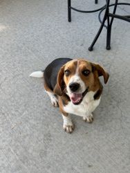 Beagle - full bred