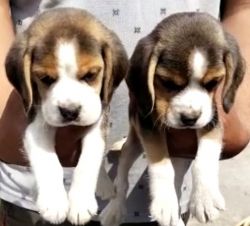 Beagle Male and female puppy available in Delhi xxxxxxxxxx