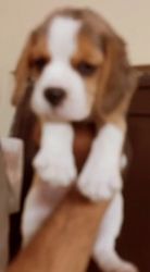 Beagle puppies available in Delhi Gurgaonxxxxxxxxxx