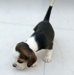 Beagle male and female puppy available in Delhi Gurgaon xxxxxxxxxx