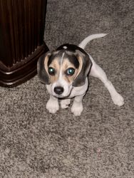 3 month old beagle for sale