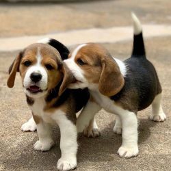 CUTE BEAGLE PUPPIES READY TO MEET NEW FAMILY