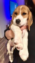 AKC Champion Bloodline Beagle - 10 Weeks Old