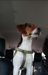 Adorable dog Luke! 2 yr old beagle mix