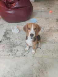 Beagle for sale