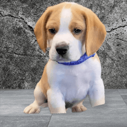 Beagle Poket Americana