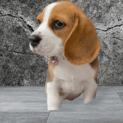 American beagle poket