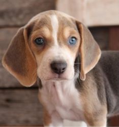 Cute Beagle Puppies
