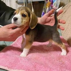 Cute Beagle Puppies For Sale.