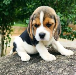 Cute beagle puppies