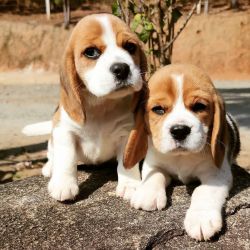 Tricolor beagle puppies
