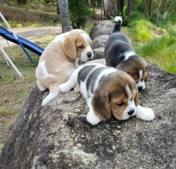 Gourgeos beagle puppies