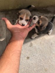 Beagle male and female pups
