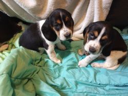 Beagle puppies. In Marion county Wv
