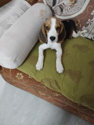 45 Days Beagle Male for sale