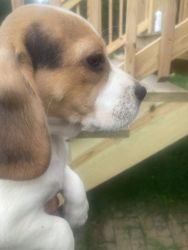 Akc Male Beagle Pup