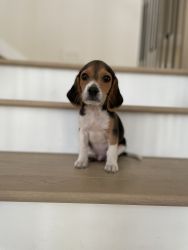 Beagle -9 weeks old / Vaccinated