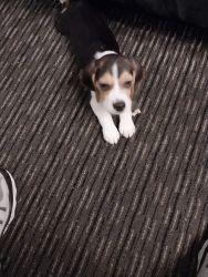 Pure bread beagle puppy