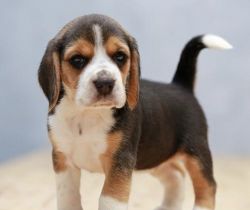 Beagle puppy Delhi