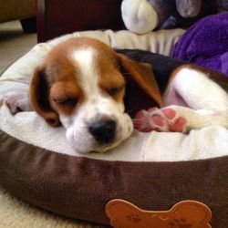 Cute baby beagle puppy for sale
