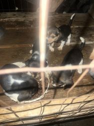 Beagle puppies forsale 8 weeks old 4 males left.