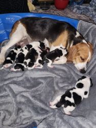 Full blooded beagle puppies