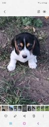 Beagles puppies