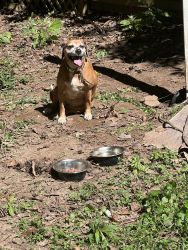 Adult Beagle Mix in Desperate Need of New Home