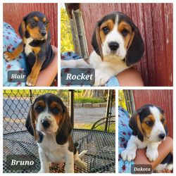 Beagle Mix Puppies