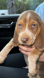 Beautiful Beagle
