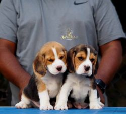 Beagle Puppies For Sale Import Line