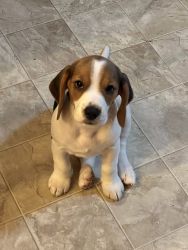 Beagle puppy listo para un nuevo hogar