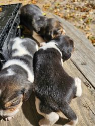 Beagle Puppy for sell