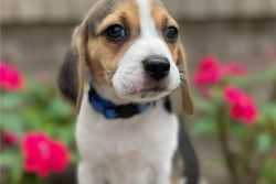 Young Beagle puppies ready to go