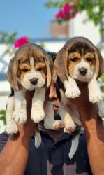 Begale puppies available for sale