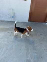 5 month old female beagle puppy
