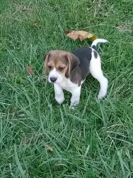 Beagle Pups For Sale
