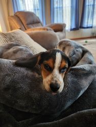 Male beagle