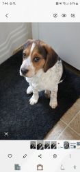 Karen's Beagle Rocco