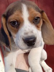 2 Beagle Puppys For Sale