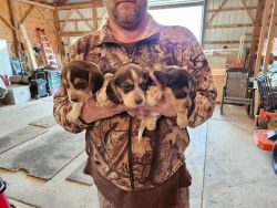 Pure bred beagle pups