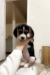 Beagle Puppy for Sale (Female)