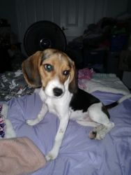 7 month old Female Beagle