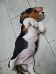 Pure beagle