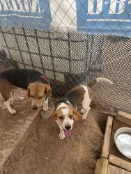 Beagles male and female